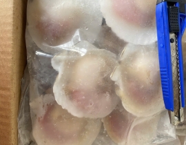 SÒ ĐIỆP NHẬT NỬA MẢNH SIZE LỚN 6-7 MẢNH /KG